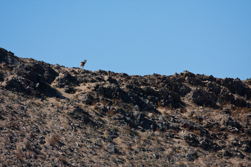 Argali On Ridge